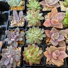 元気な多肉植物苗　いろいろ　①の画像