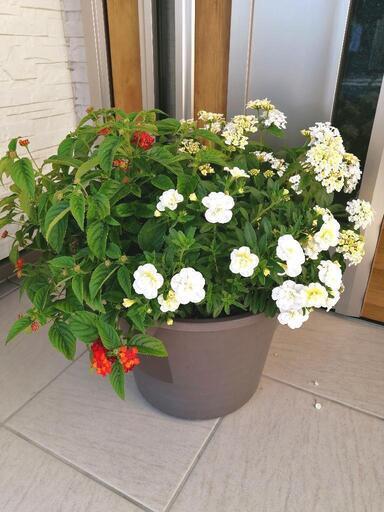 【取引完了】【激安!!】大きい豪華な花鉢　寄植え　観葉植物