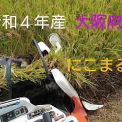 ⑤令和４年 大阪府産  玄米  「にこまる」 ３０kg