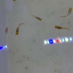メダカ レクリス若魚