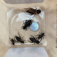 生餌・活餌コオロギこおろぎコウロギこうろぎ　ＳサイズからLサイズ...
