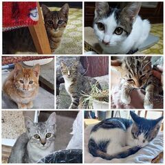 子猫(4-5ヶ月)と親猫(手術済)募集してます