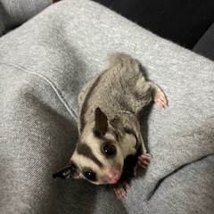 _里親様決定しました_