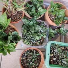観葉植物 サンセベリア ハオルチア 