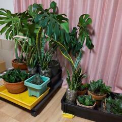 空気清浄 観葉植物2000円