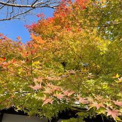 篠栗町呑山観音寺紅葉祭りに出店中！