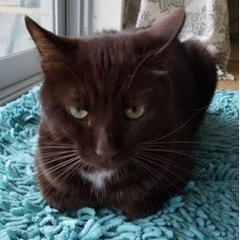 チョコレート色の大人しい兄弟 - 猫