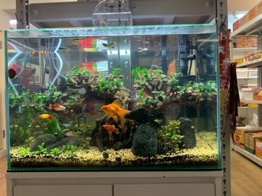 水槽とレーアウトセット