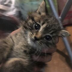 初心者の方でも飼いやすい。少しだけかまってちゃん。少しだけ長毛。...
