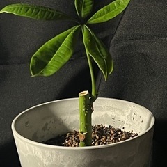 パキラ【観葉植物】