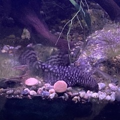 ミニブッシープレコ　クーリーローチ　熱帯魚の画像