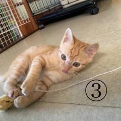 かわいい保護猫4匹の里親募集中！(③のみ受付中)