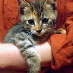 ポーちゃんの家族を探しています！