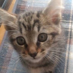 パーちゃんの飼い主さんを探しています！