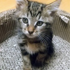 パーちゃんの飼い主さんを探しています！ - 豊橋市
