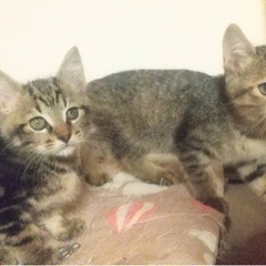 パーちゃんの飼い主さんを探しています！ - 里親募集