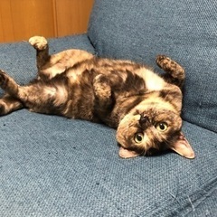 【里親募集】さびねこの女の子です❣️