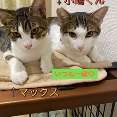 マックス君仲良し小島君