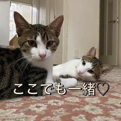 マックス君仲良し小島君 - 三木市
