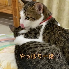 マックス君仲良し小島君 - 猫