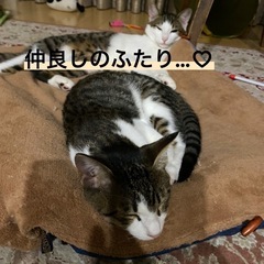 マックス君仲良し小島君 - 里親募集