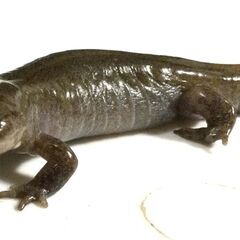 クロサンショウウオ 1匹の画像