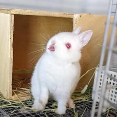 赤目の可愛い白うさぎちゃん💖 - 東松山市