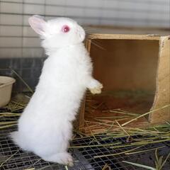 赤目の可愛い白うさぎちゃん💖 - ペット