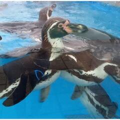 ＊水族館巡りしませんか？？＊ - 友達