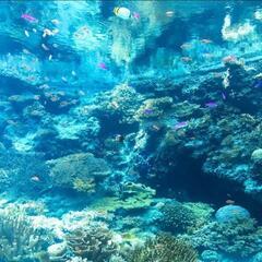 ＊水族館巡りしませんか？？＊ - 名古屋市