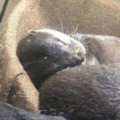 ＊水族館巡りしませんか？？＊ − 愛知県