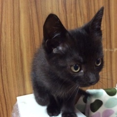 8月30日産まれ里親募集(黒猫) - 大津市