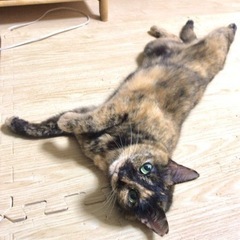猫を探しています