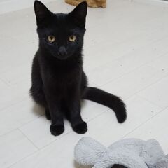 遊ぶの大好き☆真っ黒にゃん