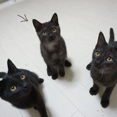 たぬき顔まんまるボーイ - 猫
