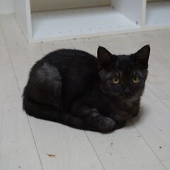 たぬき顔まんまるボーイ - 里親募集