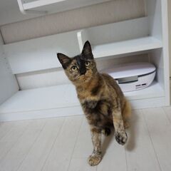 丸いしっぽが可愛いさびにゃん - 和歌山市