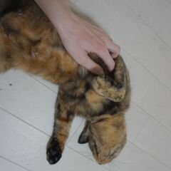 丸いしっぽが可愛いさびにゃん - 猫