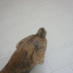 丸いしっぽが可愛いさびにゃん − 和歌山県