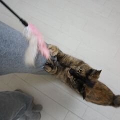 丸いしっぽが可愛いさびにゃん - 里親募集