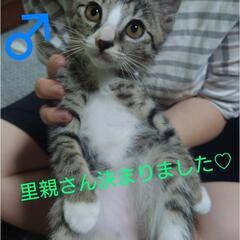 生後2ヶ月子猫ちゃん。みんな里親さん決まりました♡