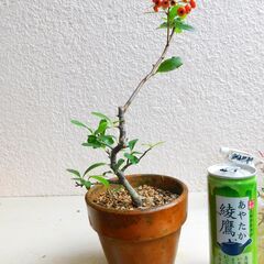 盆栽素材ピラカンサ