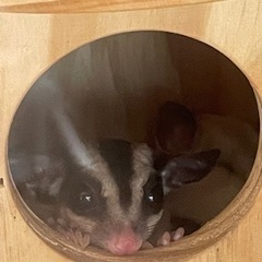フクロモモンガ