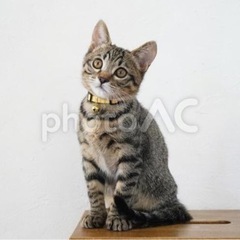 猫のゲージ、猫グッズ等、譲って下さいください！