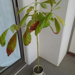 アボカドの木