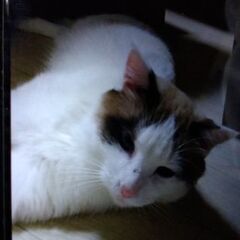 🍀1/28お届けいたしました「里親様決まりました」ラグドールMi...