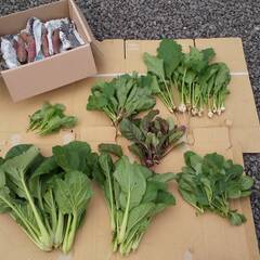 間引き野菜セット【無料】