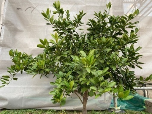 宮川早生　みかん　苗木　6年生