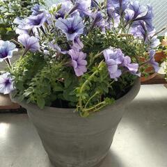 大型植木鉢の画像