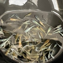 メダカ　サファイア系5匹